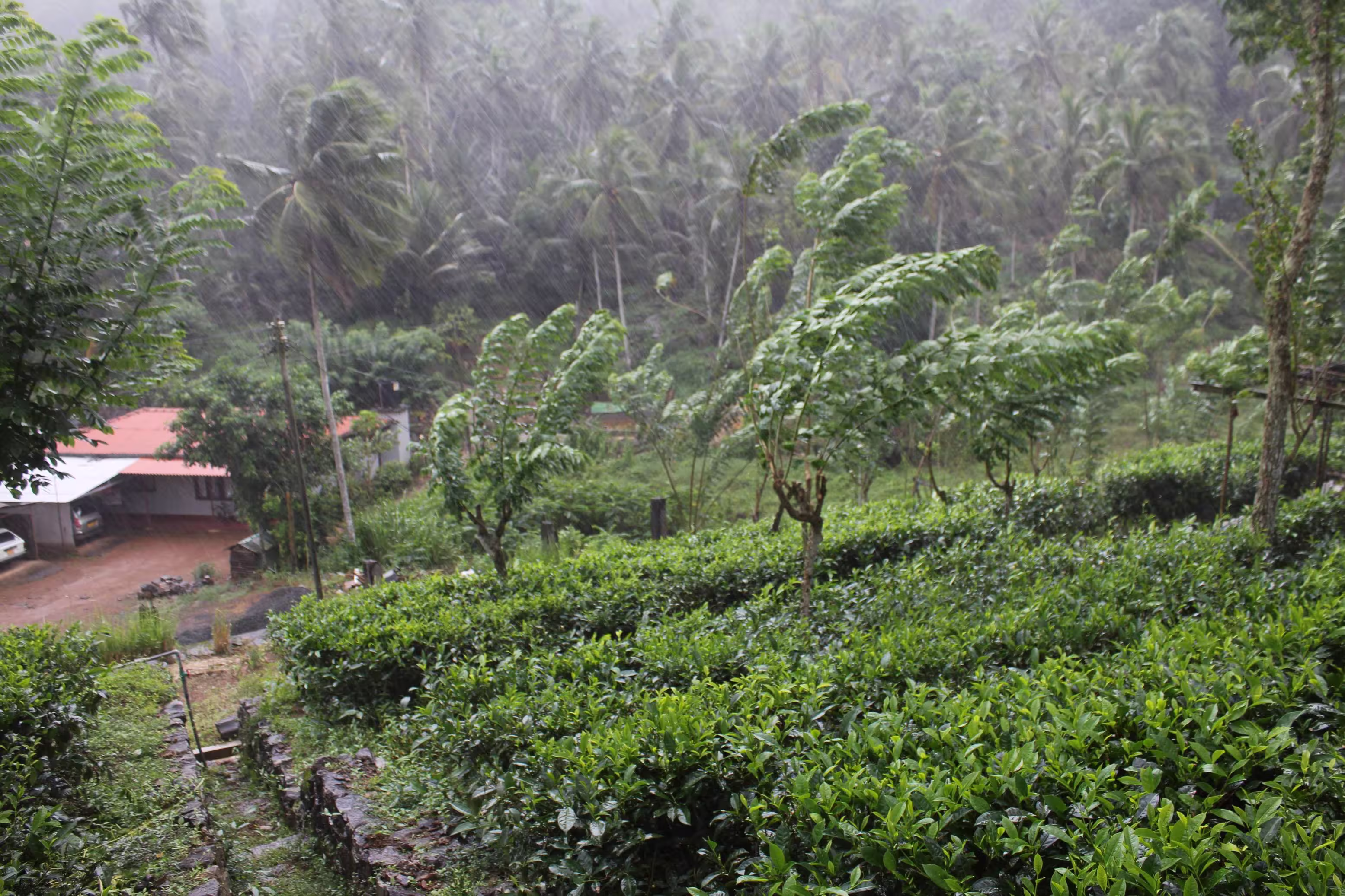 Sri Lankan monsoon rain over tea plantation