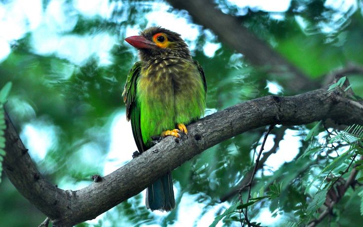 Wildlife Safari Tour gallery 1