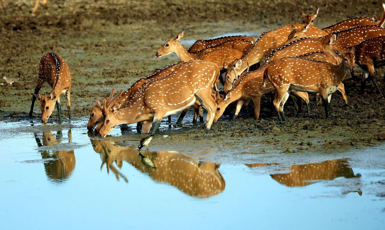 Wildlife Safari Tour gallery 3